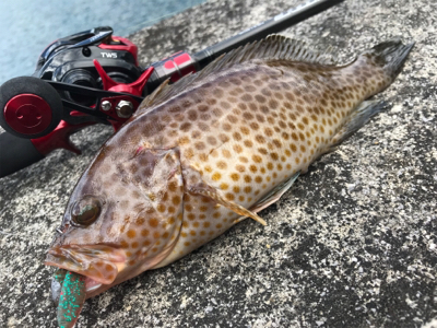 オカッパリハツブリ(釣行 其の参拾)