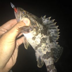 タケノコとセイゴ