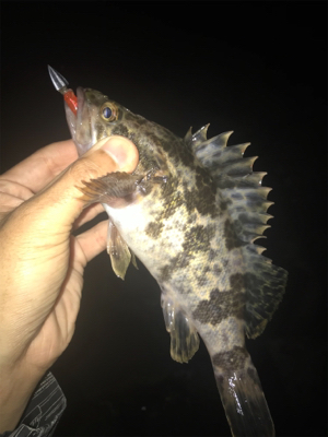 タケノコとセイゴ