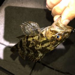 芦屋浜ライトゲーム