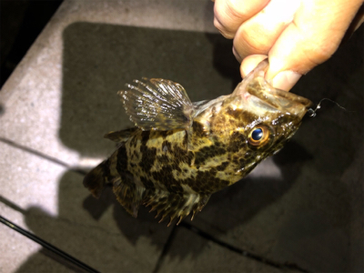 芦屋浜ライトゲーム