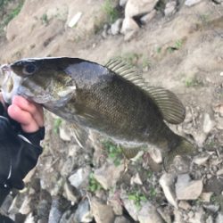 朝まずめ爆釣！