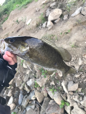 朝まずめ爆釣！