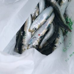 イワシ大漁