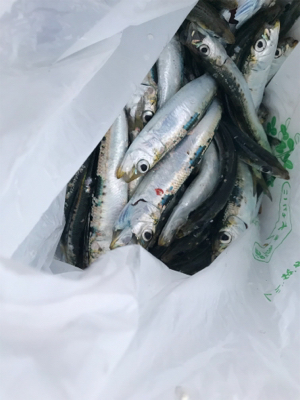 イワシ大漁