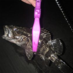 大阪湾奥アジング 今度はキビレ?