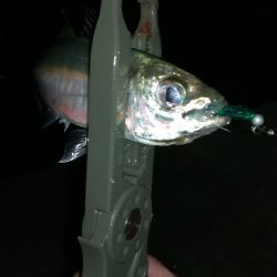 ナイトアジング