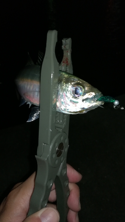 ナイトアジング