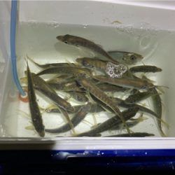 アジングリベンジin淡路島