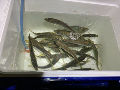 アジングリベンジin淡路島