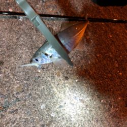 ナイトアジング