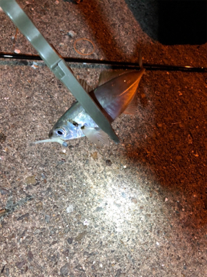 ナイトアジング