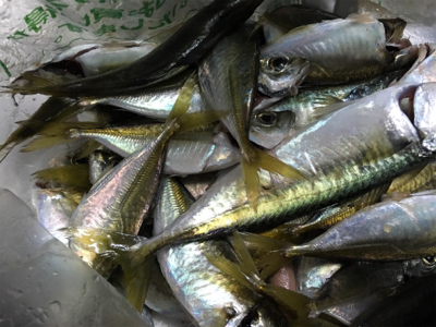 南港大橋下にてマキエ無しサビキ!