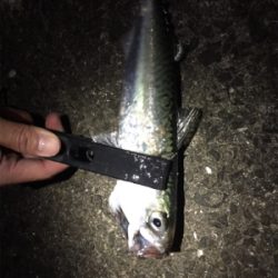 メバルのつもりがサバだらけ