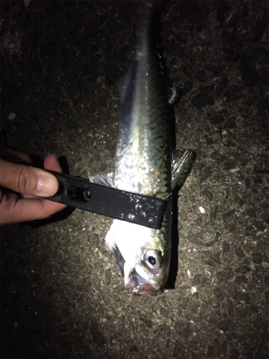 メバルのつもりがサバだらけ