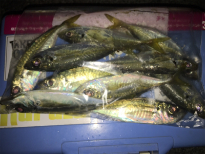 短時間アジング