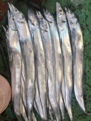 タチウオのハイシーズン到来！