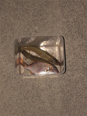 キス釣り 落ちギスを求めて