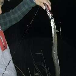 紀ノ川シーバス