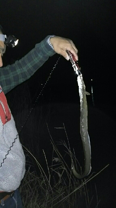 紀ノ川シーバス