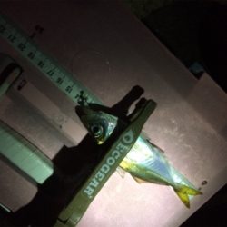 寒いけど色々釣れるね(´-ω-`)