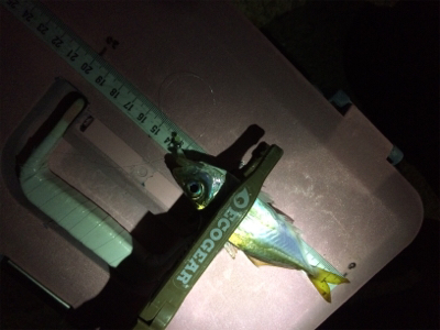 寒いけど色々釣れるね(´-ω-`)