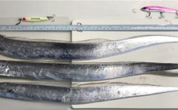 秋の青物狩れず。。