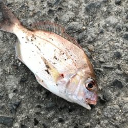 メバリングin鳩の釜港