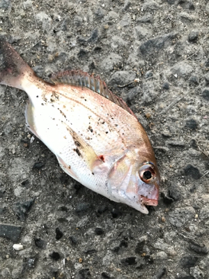 メバリングin鳩の釜港