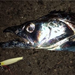 極大ドラゴン、神戸港登場!!!