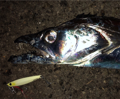 極大ドラゴン、神戸港登場！！！