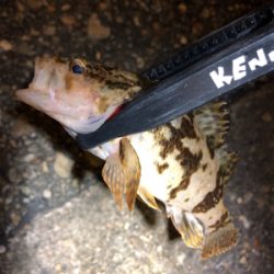 メバルがいない