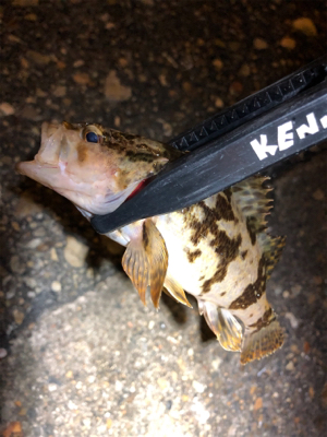 メバルがいない