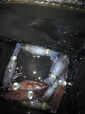 デイヒイカ釣り