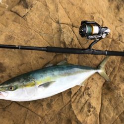 久々のハマチ 3本!