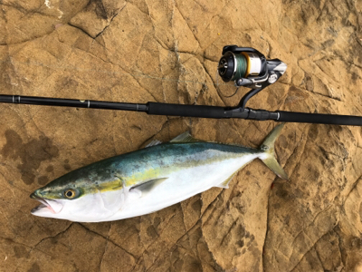 久々のハマチ 3本!