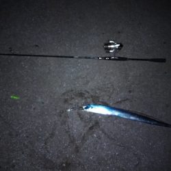 そう毎日釣れるわけはないか