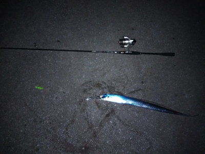 そう毎日釣れるわけはないか