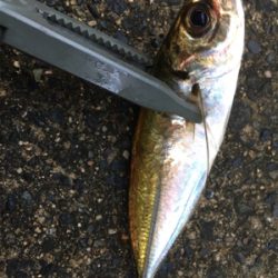 アジングゲーム