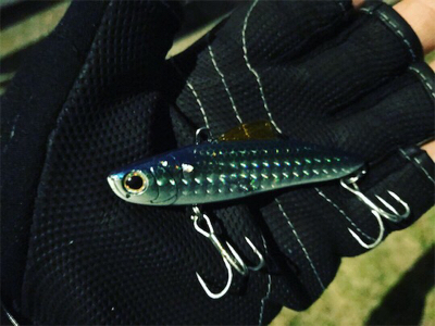 ランカー シーバス