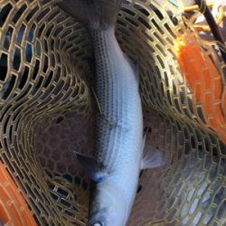 マイボートで紀北ジギング釣行