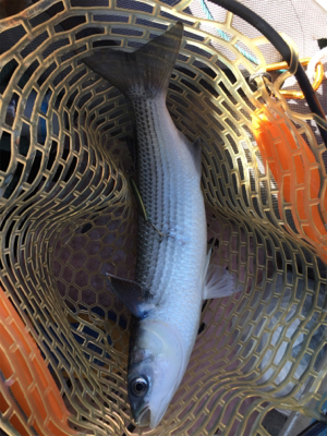 マイボートで紀北ジギング釣行