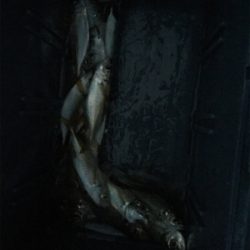 深江浜でサビキ アジが好調