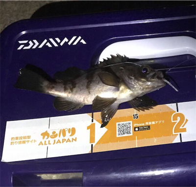 アジ爆でした！