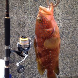 サゴシ×3匹,アコウ×1匹