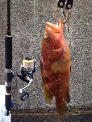 サゴシ×3匹,アコウ×1匹