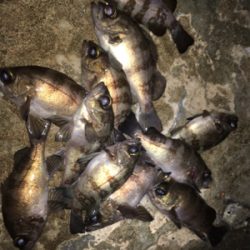 メバリング好調