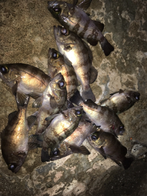 メバリング好調