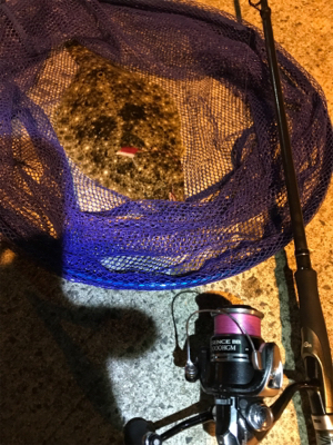 御所浦周辺にてアジング＆泳がせ釣り