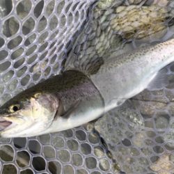 1Hit1ルアー縛り